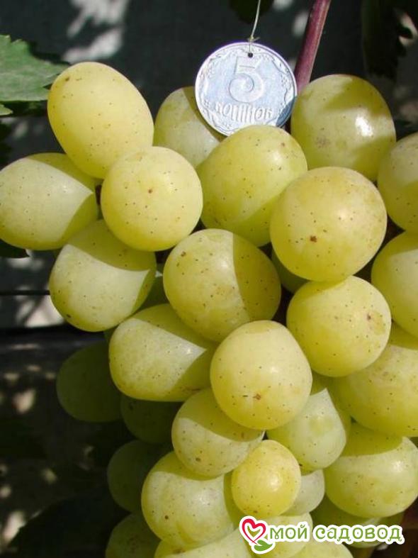 Виноград Мускат Лакомка