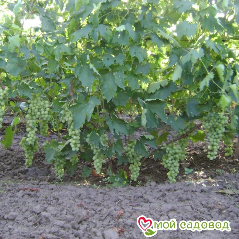 Виноград Антоний Великий