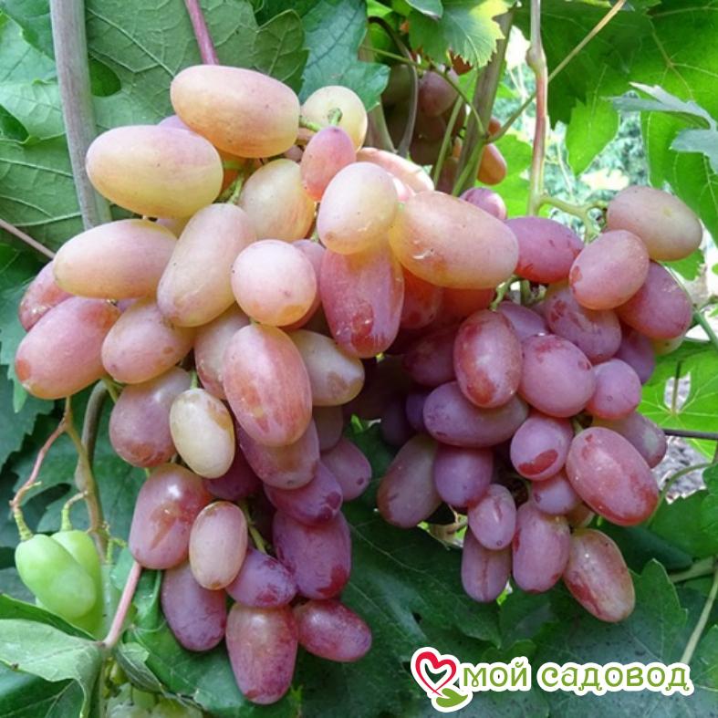 Виноград Юлиан