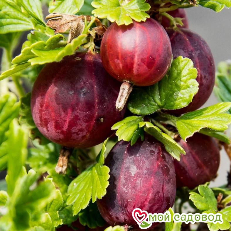 Крыжовник Десертный