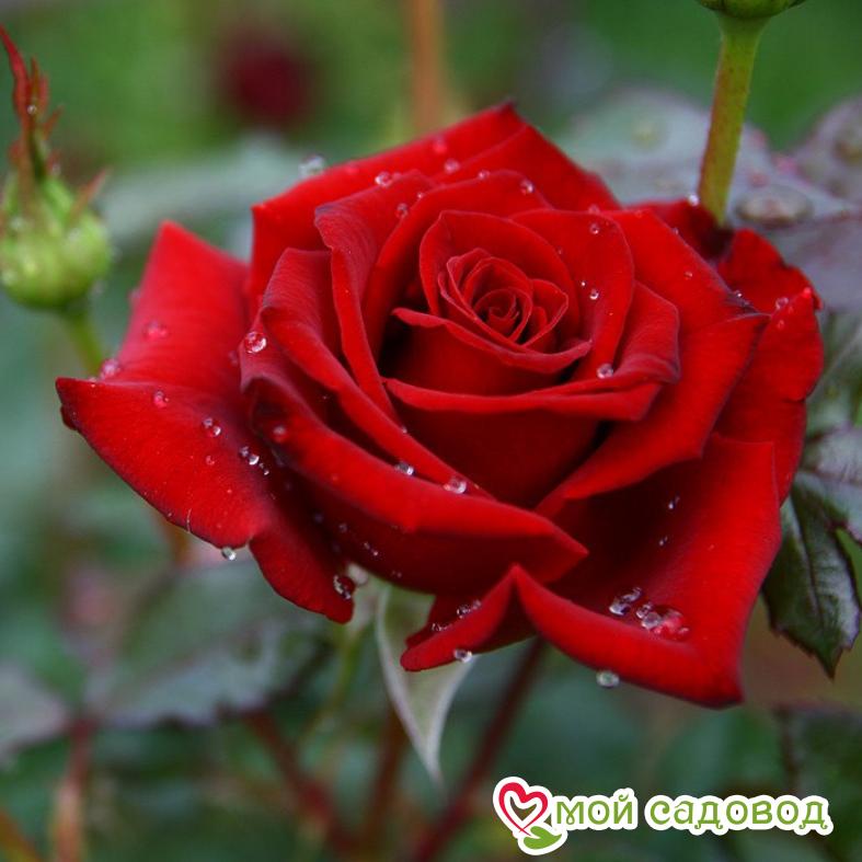 Роза чайно-гибридная София