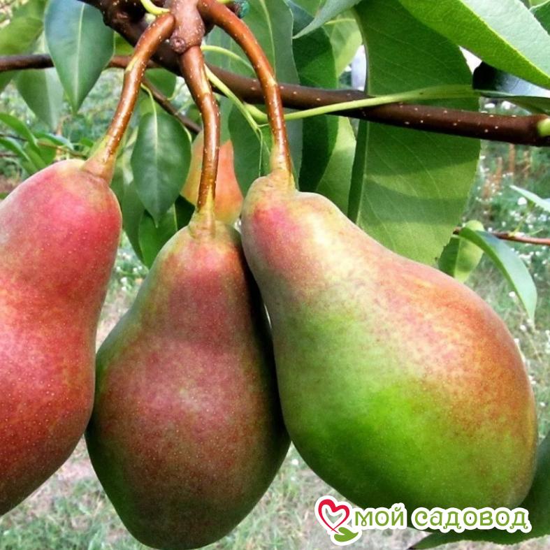 Груша Талгарская красавица