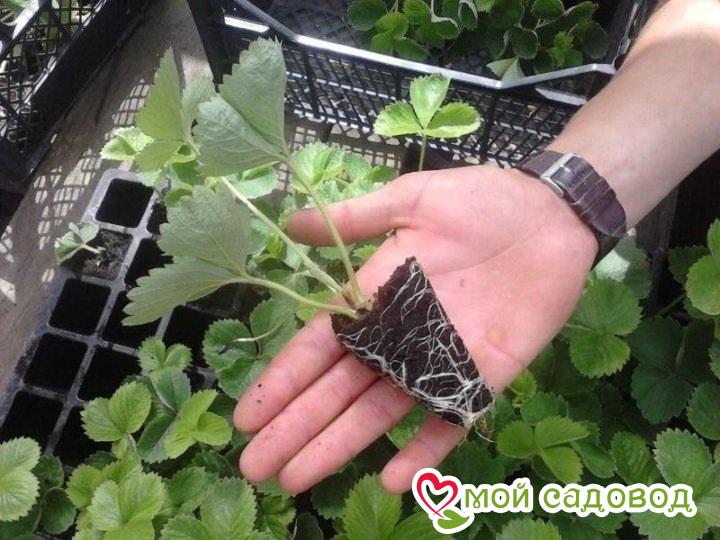 Земляника Барон Солемахер