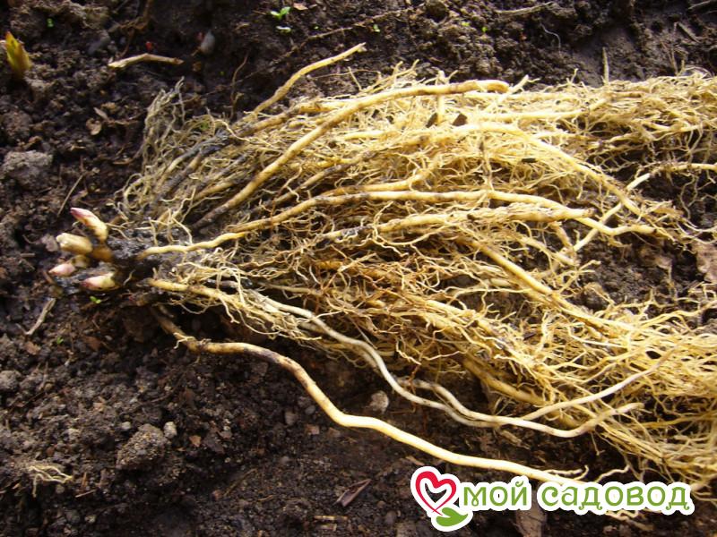 Флокс Осенто Мисс